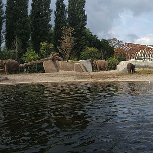 Asian Elephant Enclosure