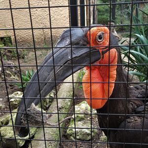 Southern Ground Hornbill
