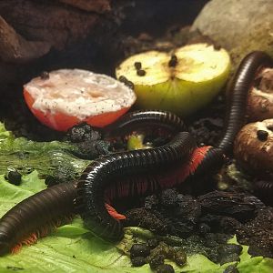 Millipede ID