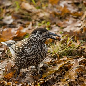 Slender-billed spotted nutcracker, Nucifraga caryocatactes macrorhynchos