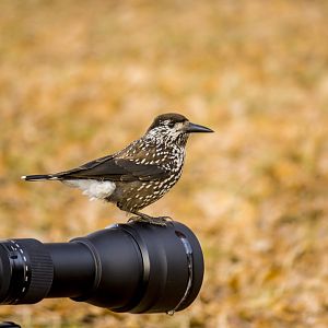 Slender-billed spotted nutcracker, Nucifraga caryocatactes macrorhynchos