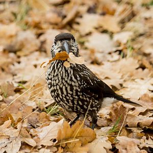 Slender-billed spotted nutcracker, Nucifraga caryocatactes macrorhynchos