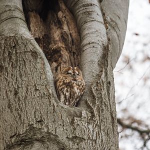 Tawny owl, Strix aluco