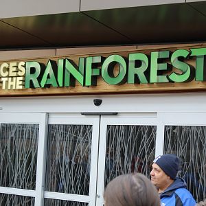 Faces of the Rainforest