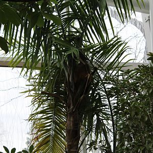 Two-Toed Sloth in Free-Flight Aviary