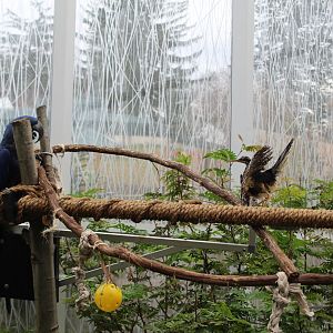 Sunbittern Displaying to a Macaw
