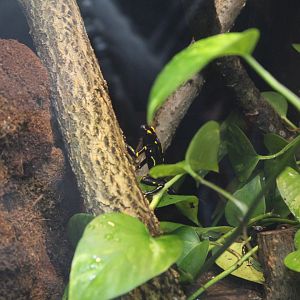 Dyeing Poison Dart Frog