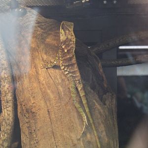 Casque-Headed Iguana- Species??