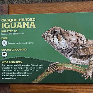 Casque-Headed Iguana Signage
