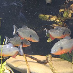 Blackspot Piranhas