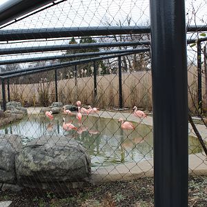 Chilean Flamingo Enclosure