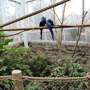 Indoor Hyacinth Macaw Enclosure