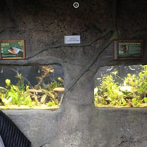 Fish Aquariums