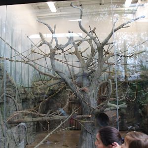 Indoor Monkey Enclosure