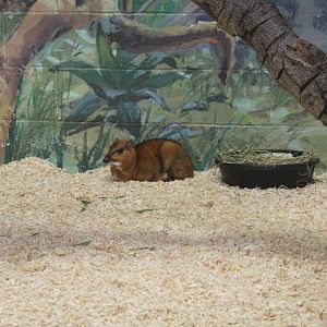 Greater Malay Chevrotain