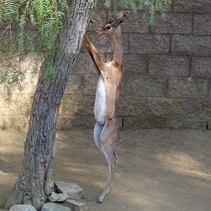 Gerenuk