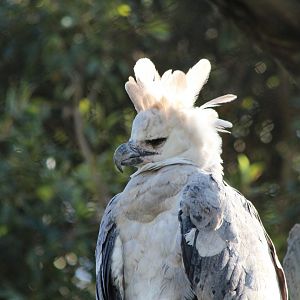 Harpy Eagle