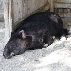 Mountain Tapir