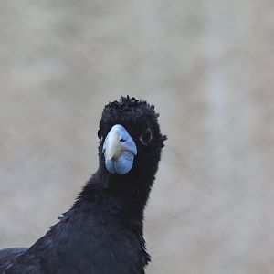 Blue-billed Curassow
