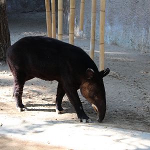 Mountain Tapir
