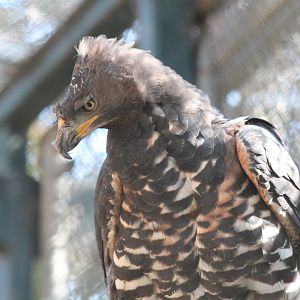 African Crowned Eagle