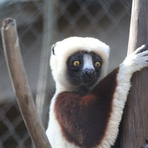 Coquerels Sifaka