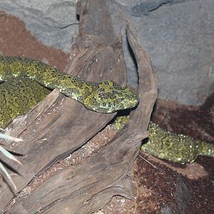 Mangshan Pit Viper