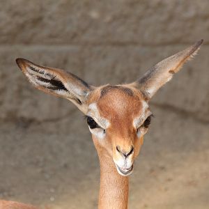 Gerenuk