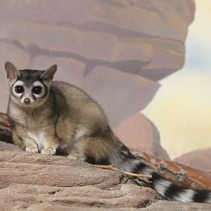 Ringtail