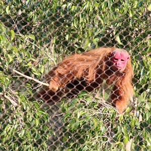 Red Uakari