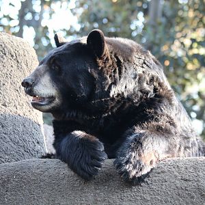 American Black Bear