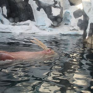 Walrus