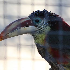 Curl Crested Aracari