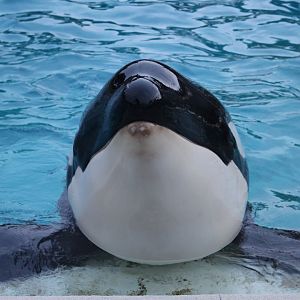 Orca
