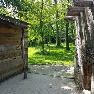 Viewing-window Spotted hyena