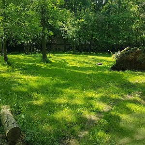 Spotted hyena enclosure