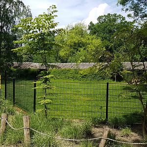 Arabian oryx enclosure