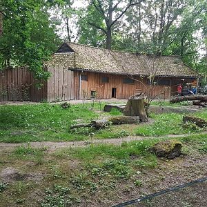 Giant anteater - Agouti enclosure