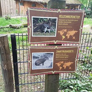 Giant anteater - Black-rumped agouti signs