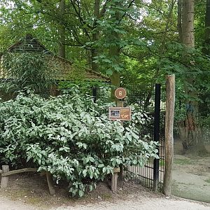 Second Giant anteater enclosure