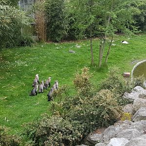 South American Walk-through aviary