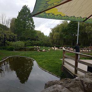 Viewing-platform South America Walk-through aviary