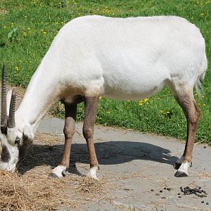 Arabian oryx