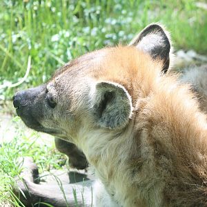 Spotted hyena