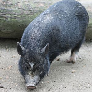 Pot-bellied pig