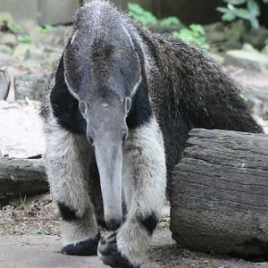 Giant anteater