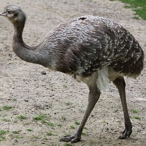 Darwin's rhea
