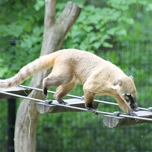 Ring-tailed coati