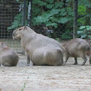 Capybara with young