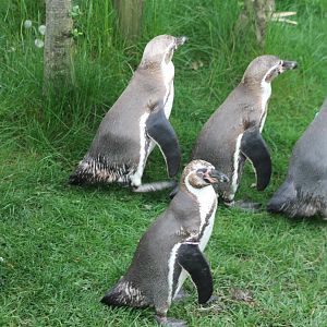 Humboldt penguins